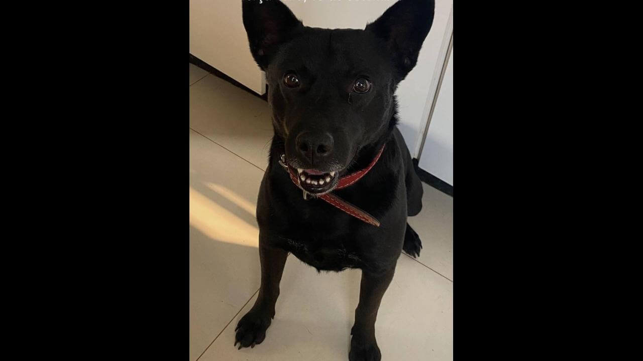 Cachorro Otávio (Tata) desapareceu no bairro Neva Cachorro Otávio (Tata) desapareceu no bairro Neva