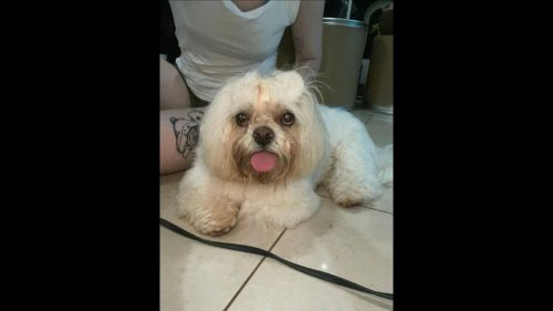 Cachorro é encontrado no bairro Parque Verde