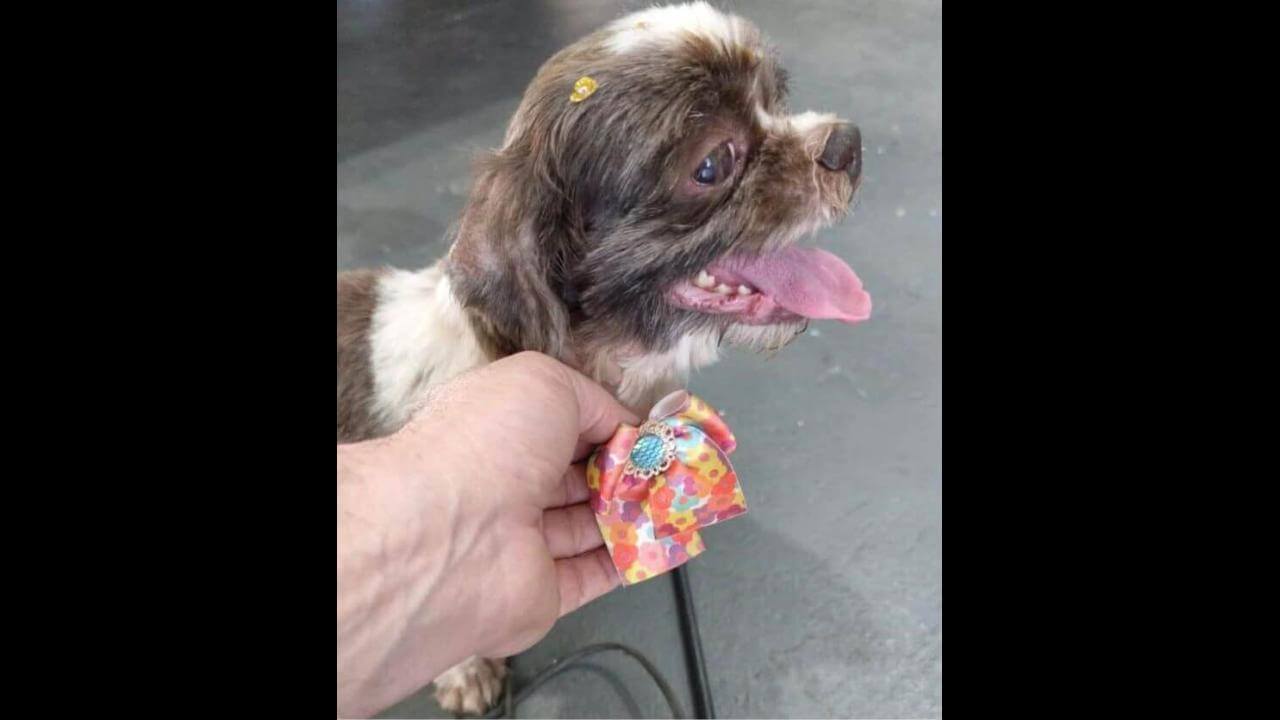 Cachorra Kira desapareceu no bairro Coqueiral Cachorra Kira desapareceu no bairro Coqueiral