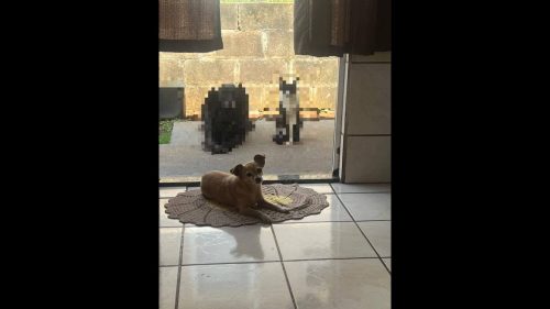 Cachorra Mel desapareceu no bairro Florais do Paraná