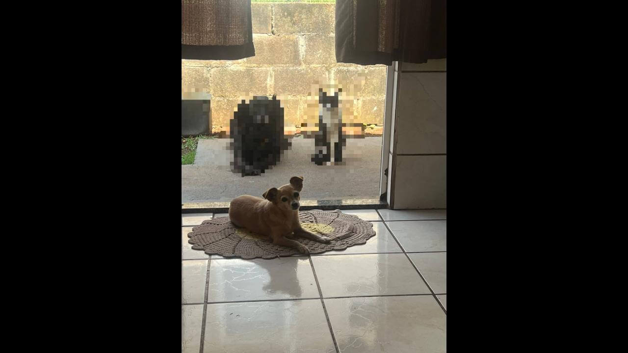 Cachorra Mel desapareceu no bairro Florais do Paraná Cachorra Mel desapareceu no bairro Florais do Paraná