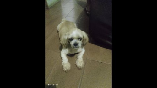 Cachorra é encontrada no bairro Brasília