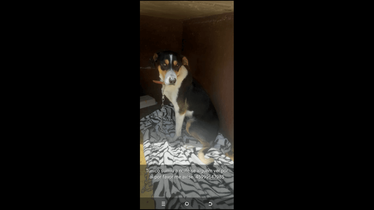 Cachorro Tunico desapareceu no bairro Coqueiral Cachorro Tunico desapareceu no bairro Coqueiral
