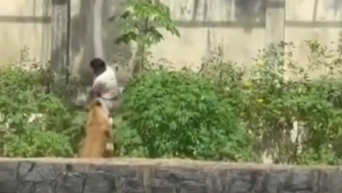 Homem invade recinto, é atacado por leoa e morre em zoológico da Paraíba Homem invade recinto, é atacado por leoa e morre em zoológico da Paraíba