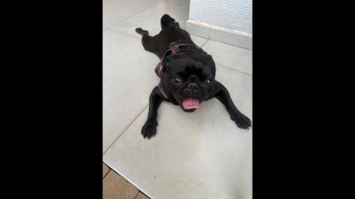 Cachorro é encontrado no bairro Angra dos Reis