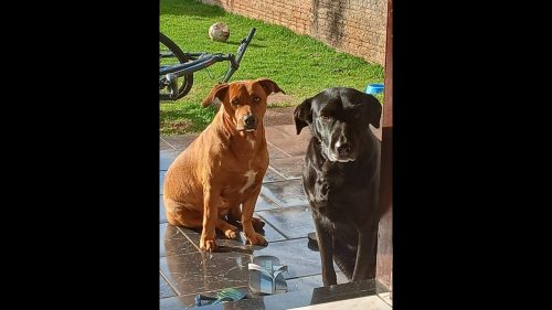 Cachorras Luna e Bela desapareceram no bairro Santa Felicidade