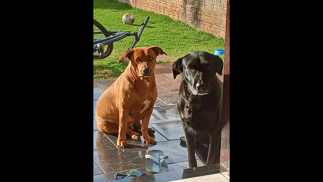 Cachorras Luna e Bela desapareceram no bairro Santa Felicidade Cachorras Luna e Bela desapareceram no bairro Santa Felicidade