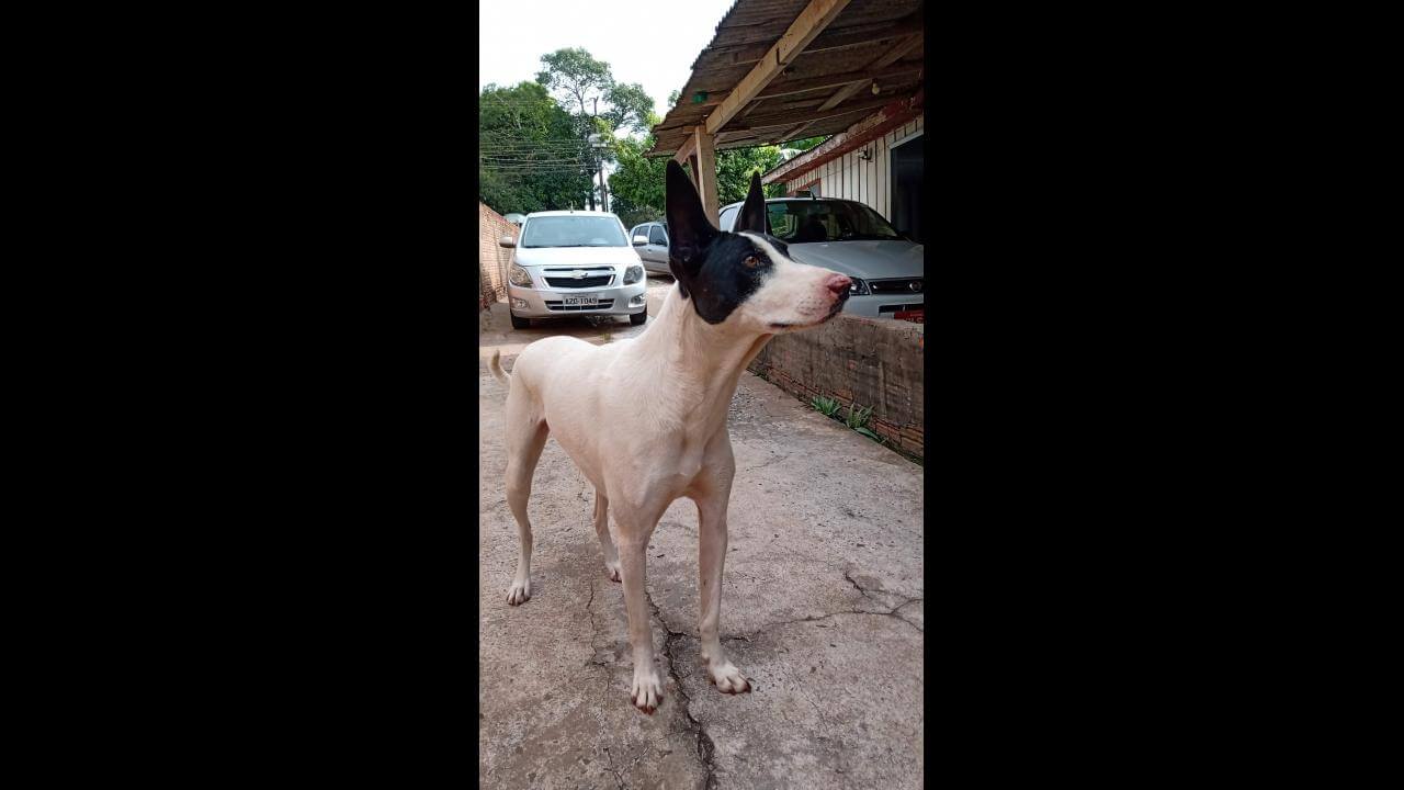 Cachorra Lola desapareceu no bairro Country Cachorra Lola desapareceu no bairro Country