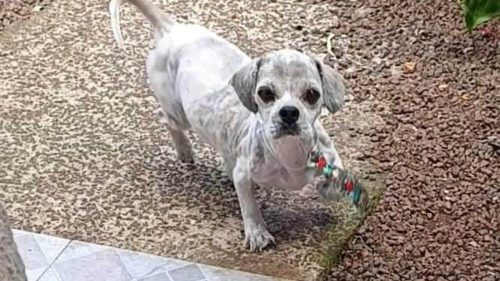 Cachorro Pirata desapareceu no bairro Brasmadeira