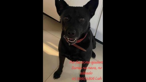 Cachorro TATA (Otávio) desapareceu no bairro Neva