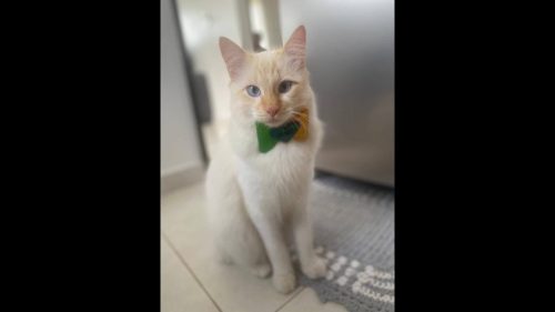 Gato Fini desapareceu no bairro Cascavel Velho