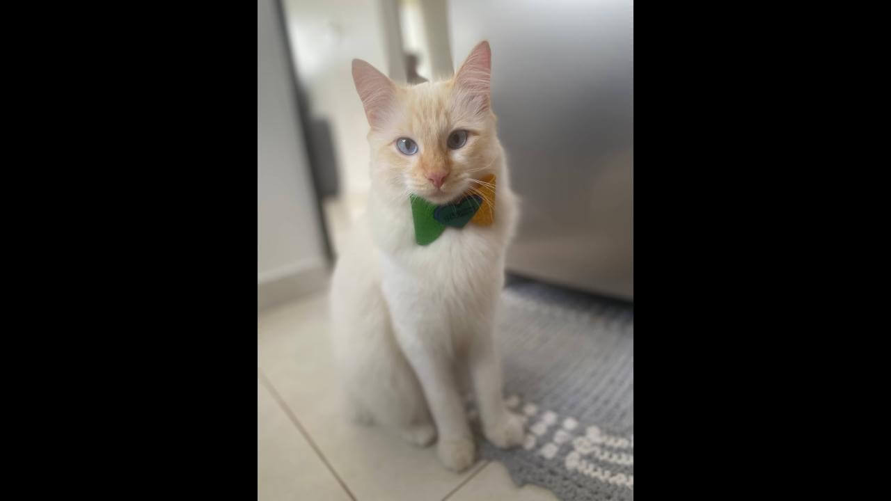 Gato Fini desapareceu no bairro Cascavel Velho