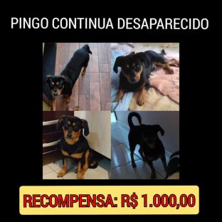 Cachorro Pingo desapareceu no bairro Região do Lago