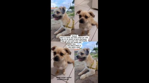 Cachorro Icaris desapareceu no bairro Interlagos