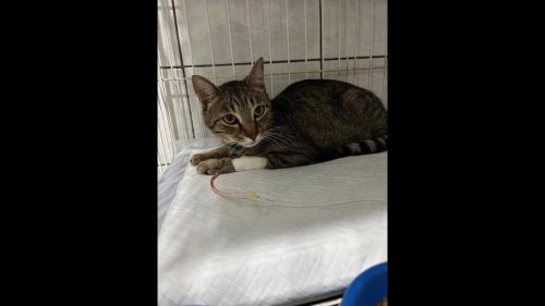 Gato CASTIEL desapareceu no bairro Brasília