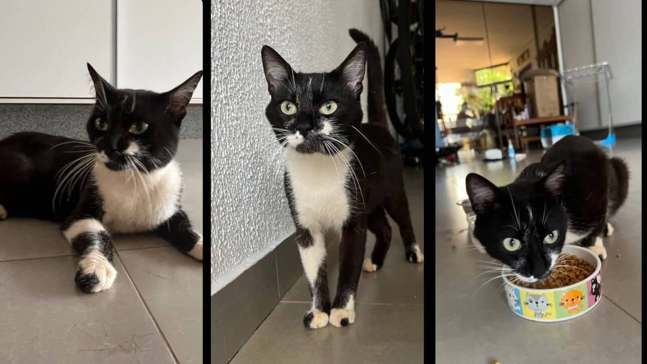 Gato é encontrado no bairro Neva Gato é encontrado no bairro Neva