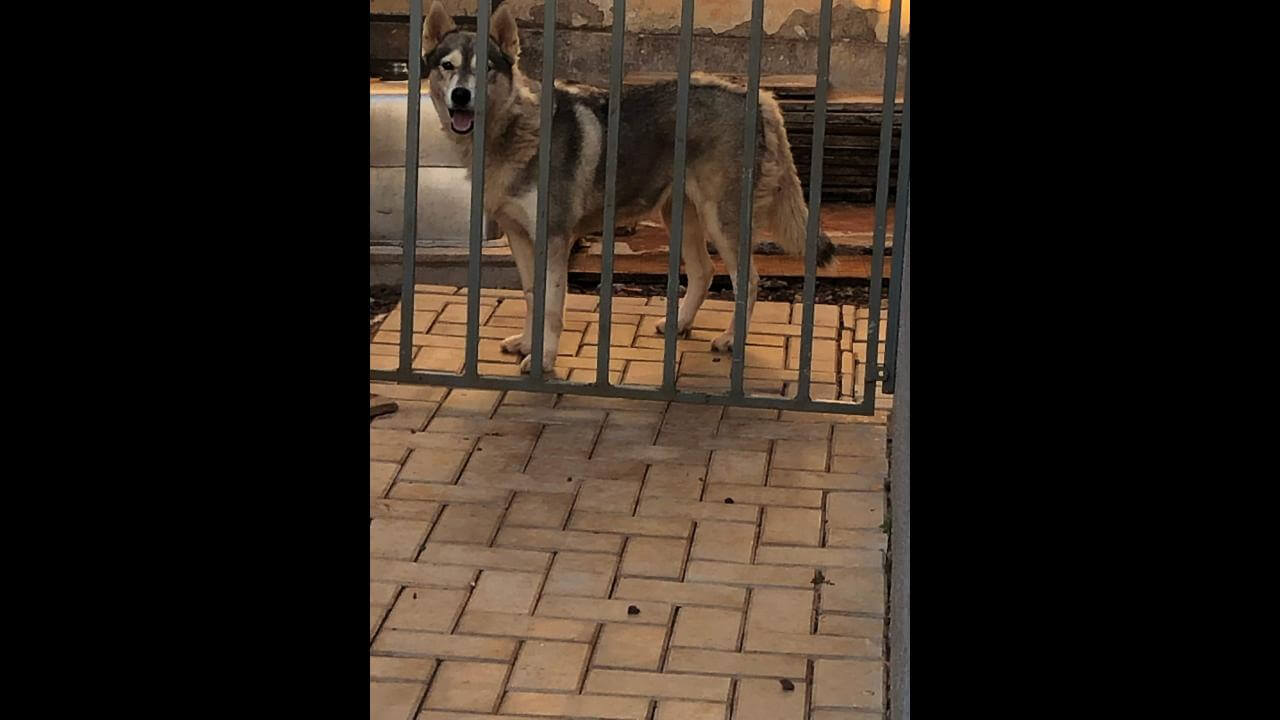Cachorra é encontrada no bairro Country Cachorra é encontrada no bairro Country