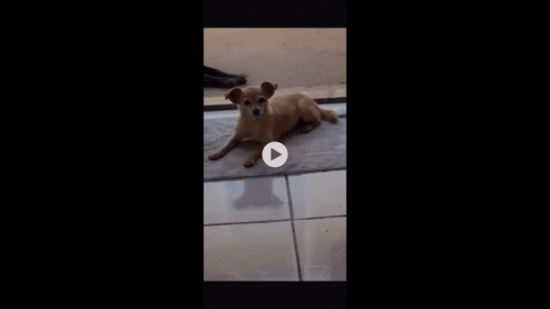 Cachorra Mel desapareceu no bairro Floresta