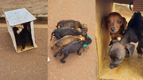 Filhotes desnutridos são abandonados em caixa no meio da rua no bairro Tarumã em Cascavel