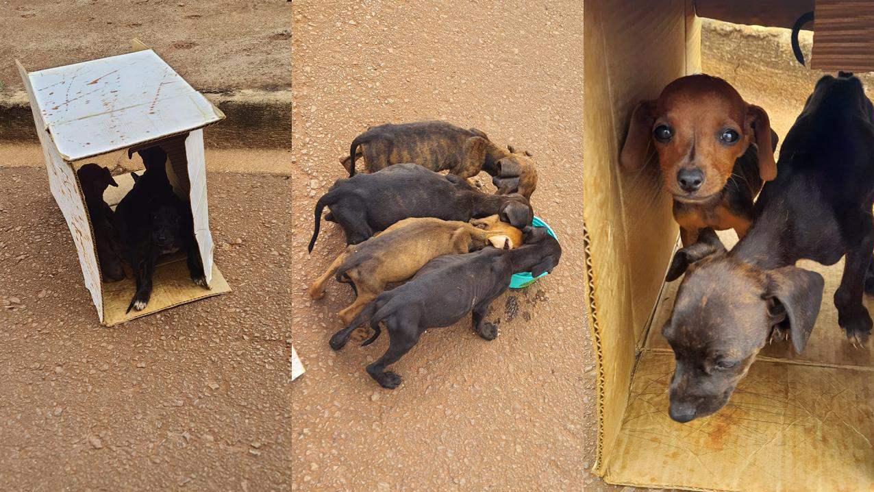 Filhotes desnutridos são abandonados em caixa no meio da rua no bairro Tarumã em Cascavel Filhotes desnutridos são abandonados em caixa no meio da rua no bairro Tarumã em Cascavel
