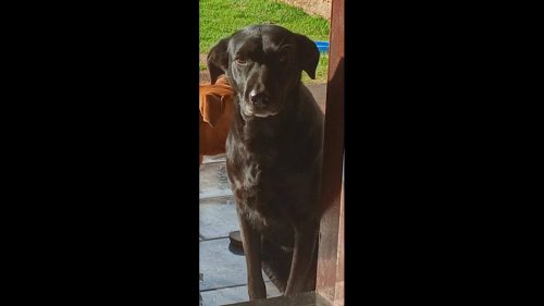 Cachorra Bela desapareceu no bairro Santa Felicidade