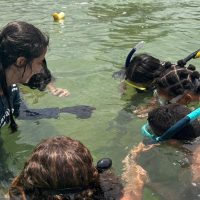 Imagem referente a Projeto no Rio forma guardiões de cavalos-marinhos de 12 a 14 anos