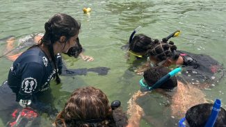 Projeto no Rio forma guardiões de cavalos-marinhos de 12 a 14 anos Projeto no Rio forma guardiões de cavalos-marinhos de 12 a 14 anos
