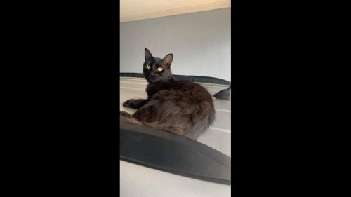 Gato Loki desapareceu no bairro Brasília