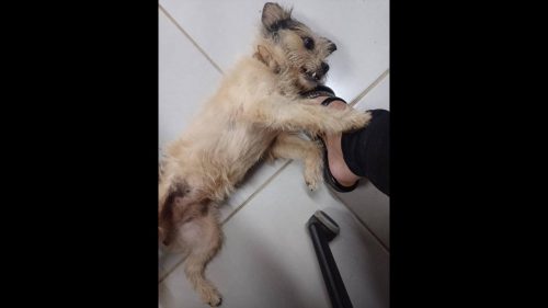 Cachorra é encontrada no bairro Morumbi