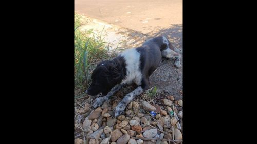 Cachorra Amora desapareceu no bairro Jardim Montovani