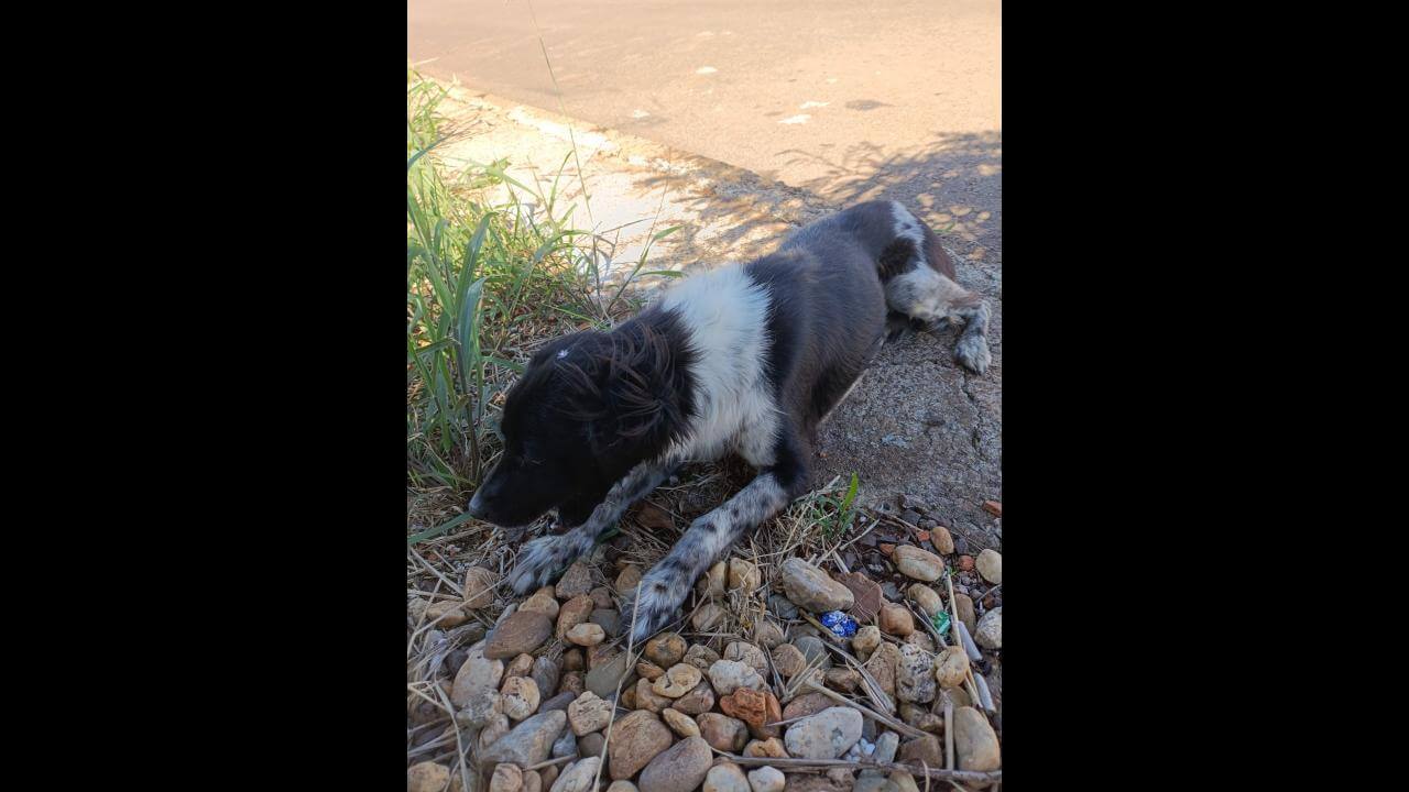 Cachorra Amora desapareceu no bairro Jardim Montovani