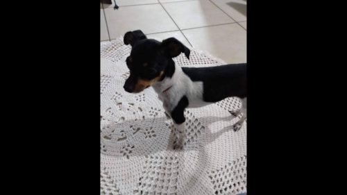 Cachorra Bella desapareceu no bairro Floresta