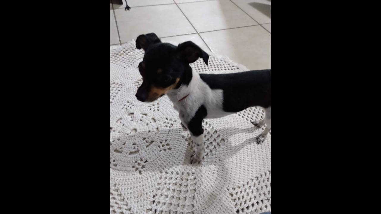 Cachorra Bella desapareceu no bairro Floresta