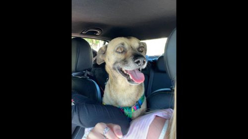 Cachorro Nescau desapareceu no bairro Santa Cruz