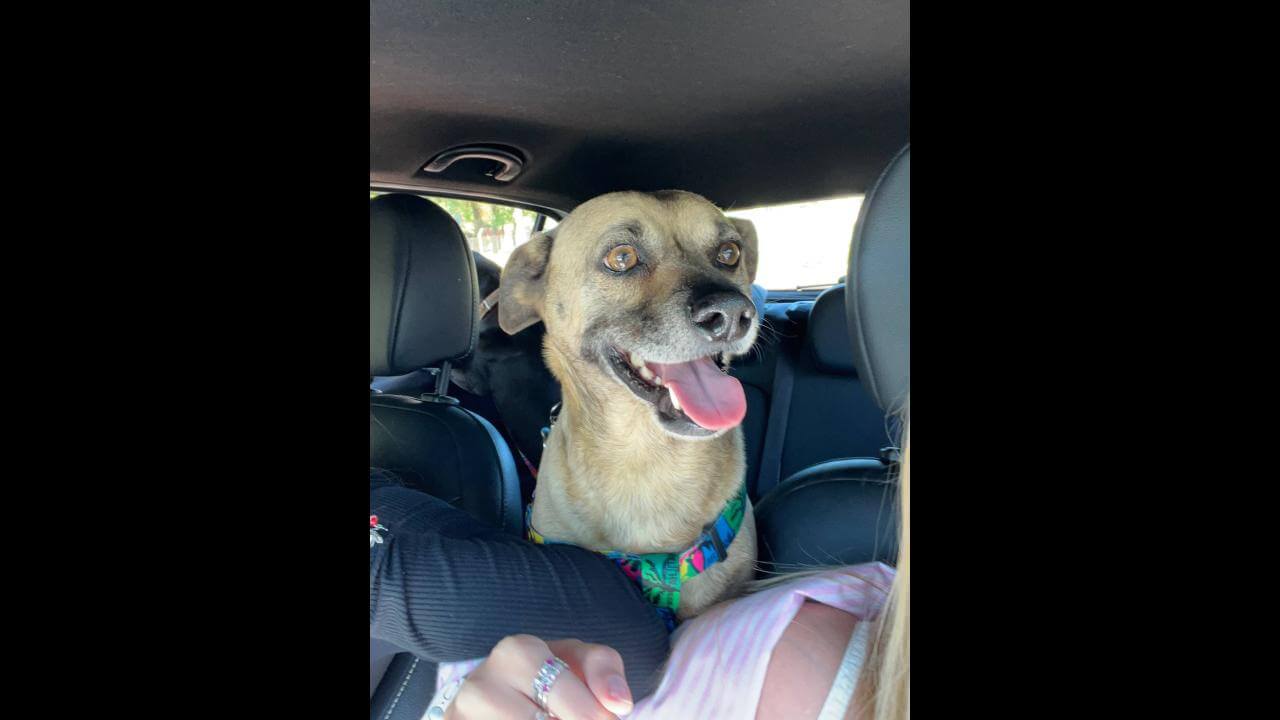 Cachorro Nescau desapareceu no bairro Santa Cruz