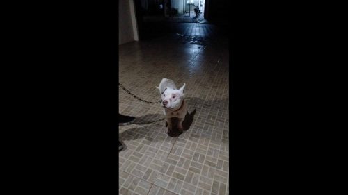 Cachorro é encontrado no bairro Florais do Paraná