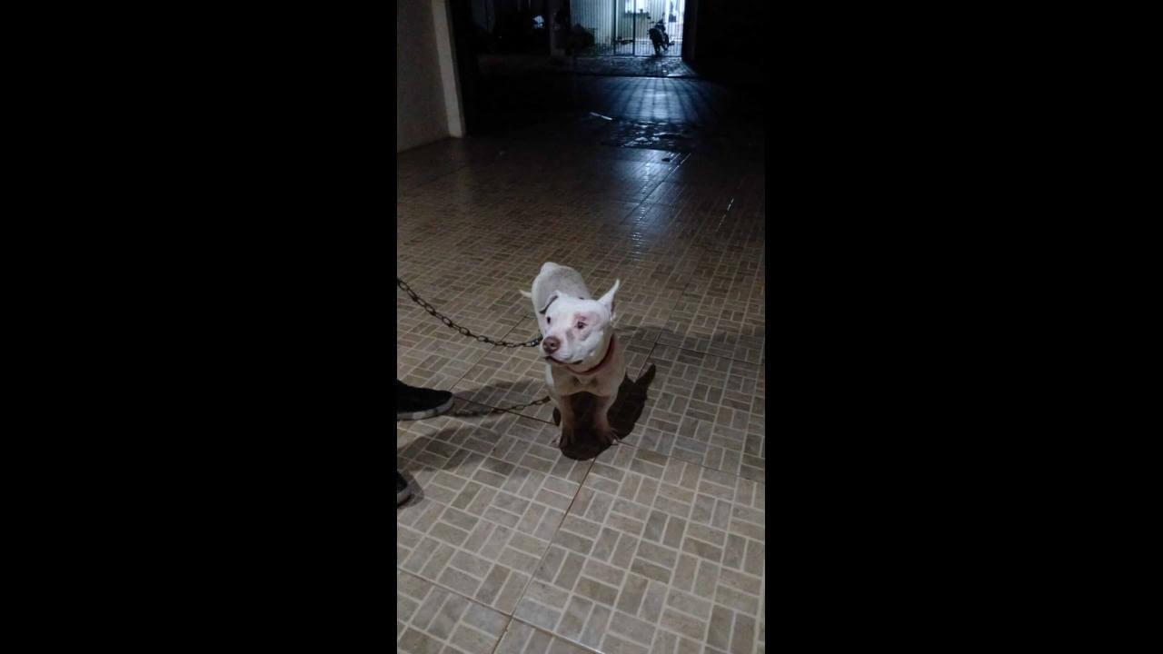Cachorro é encontrado no bairro Florais do Paraná Cachorro é encontrado no bairro Florais do Paraná