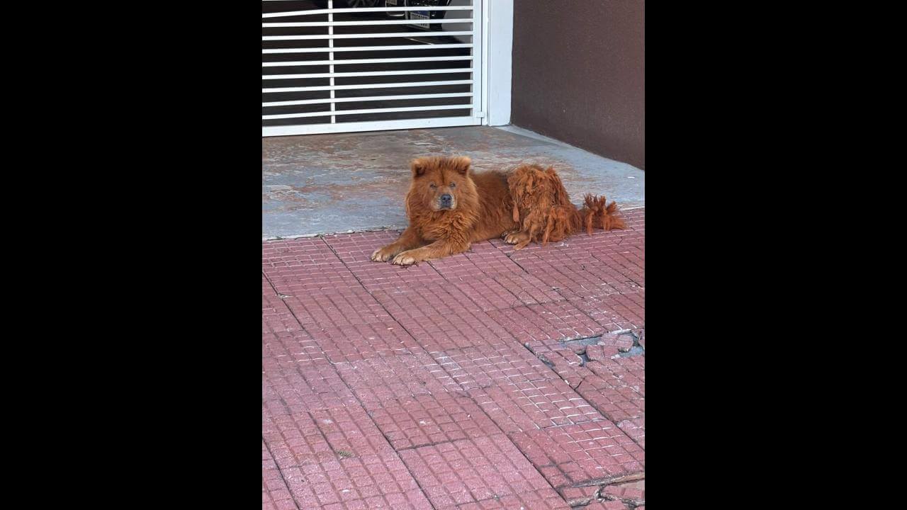 Cachorro é encontrado no Centro Cachorro é encontrado no Centro