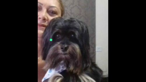 Cachorro Costelinha desapareceu no bairro Clarito