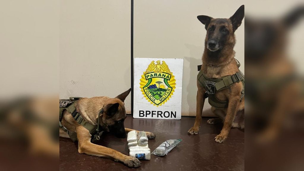 Cães do BPFron localizam drogas em ônibus durante operação na Rodoviária de Cascavel