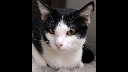 Gato Nico desapareceu no bairro Fag