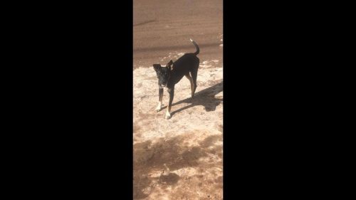 Cachorra Pretinha desapareceu no bairro Floresta