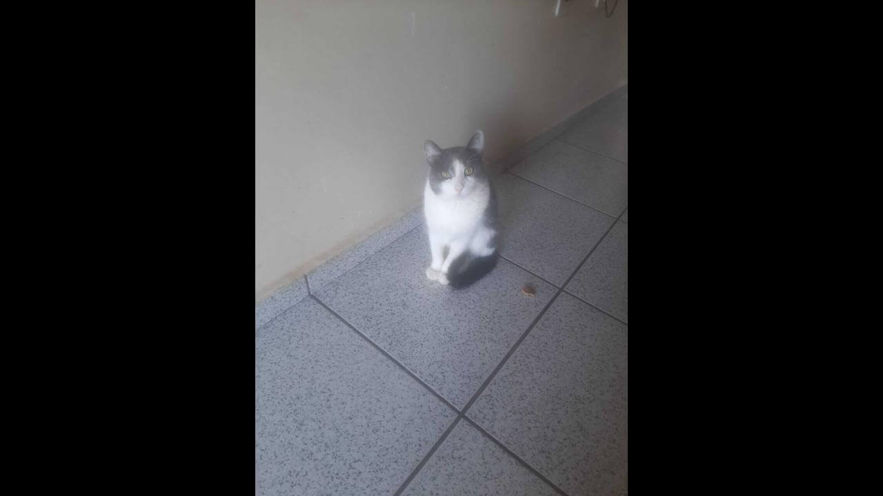 Gato Azul desapareceu no bairro Neva Gato Azul desapareceu no bairro Neva