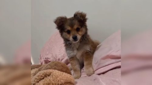 Cachorro Luluh desapareceu no bairro Interlagos