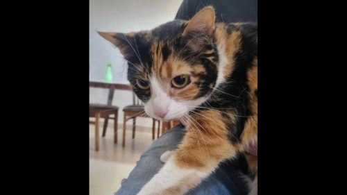 Gata Catarina desapareceu no bairro Parque Verde