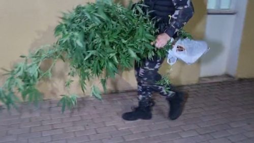 Árvore de natal confiscada! Choque estoura ponto de tráfico de drogas e detém suspeito no Santa Cruz Imagem referente a Árvore de natal confiscada! Choque estoura ponto de tráfico de drogas e detém suspeito no Santa Cruz