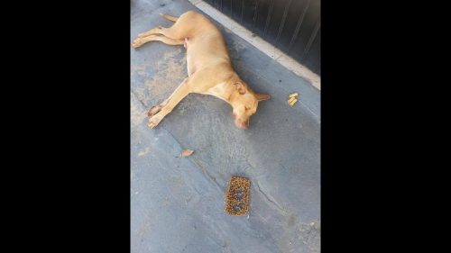 Cachorro é encontrado no bairro Neva