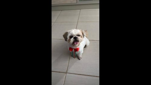 Cachorro Pipoca desapareceu no bairro Brasmadeira