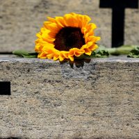 Crimes recentes mostram grave cenário de violência contra a mulher Imagem referente a Crimes recentes mostram grave cenário de violência contra a mulher