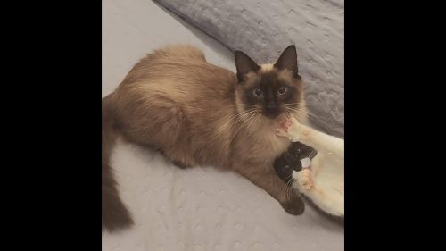 Gata Scheila desapareceu no bairro Tropical III